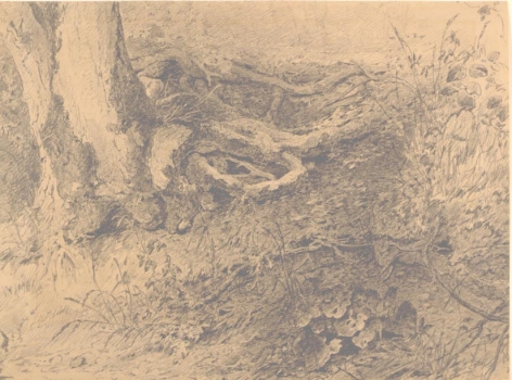 Walter Shirlaw (1838-1909), Study of a Tree Stump,&nbsp;1873